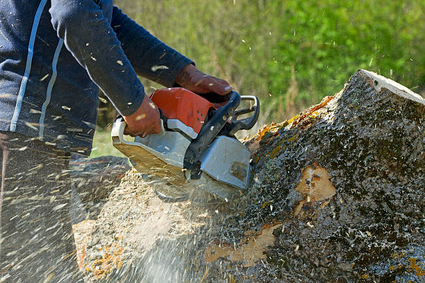 Best Palm Tree Trimming  in Val Verde, CA